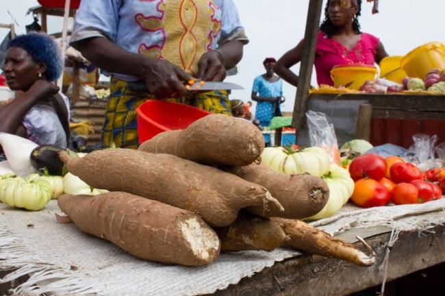 Maniok, auch bekannt als Cassava.